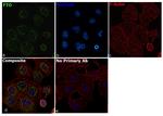 FTO Antibody in Immunocytochemistry (ICC/IF)