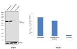 FTO Antibody in Western Blot (WB)