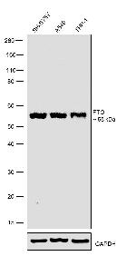 FTO Antibody in Western Blot (WB)