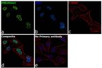 H4K20me1 Antibody in Immunocytochemistry (ICC/IF)