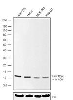 H4K12ac Antibody in Western Blot (WB)