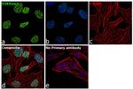 H3K9me3 Antibody in Immunocytochemistry (ICC/IF)