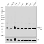 H3K9me3 Antibody in Western Blot (WB)