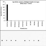 H3K27me3 Antibody