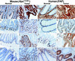 Annexin A1 Antibody in Immunohistochemistry (IHC)