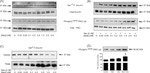 Annexin A1 Antibody in Western Blot (WB)