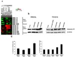 Annexin A1 Antibody in Western Blot (WB)