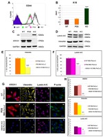 Annexin A1 Antibody in Western Blot, Immunocytochemistry (WB, ICC/IF)