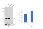 Annexin A1 Antibody in Western Blot (WB)