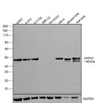 Annexin A1 Antibody in Western Blot (WB)