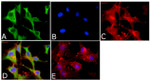 Annexin A1 Antibody in Immunocytochemistry (ICC/IF)