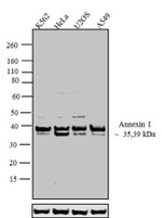 Annexin A1 Antibody in Western Blot (WB)