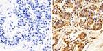 Annexin A1 Antibody in Immunohistochemistry (Paraffin) (IHC (P))