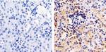 Annexin A1 Antibody in Immunohistochemistry (Paraffin) (IHC (P))