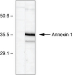 Annexin A1 Antibody in Western Blot (WB)