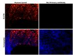 IL-17A Antibody in Immunohistochemistry (Paraffin) (IHC (P))