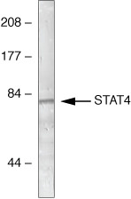 STAT4 Antibody in Western Blot (WB)