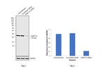 RAB11A Antibody in Western Blot (WB)