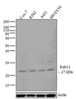 RAB11A Antibody in Western Blot (WB)