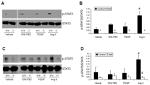 Phospho-STAT5 alpha (Tyr694) Antibody in Western Blot (WB)