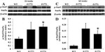 STAT5 alpha Antibody in Western Blot (WB)