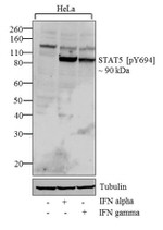 Phospho-STAT5 alpha (Tyr694) Antibody in Western Blot (WB)
