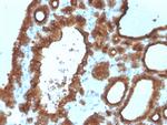 TPO (Thyroid Peroxidase) Antibody in Immunohistochemistry (Paraffin) (IHC (P))