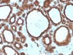 TPO (Thyroid Peroxidase) Antibody in Immunohistochemistry (Paraffin) (IHC (P))