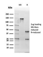 TPO (Thyroid Peroxidase) Antibody in SDS-PAGE (SDS-PAGE)