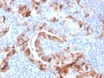 TPO (Thyroid Peroxidase) Antibody in Immunohistochemistry (Paraffin) (IHC (P))