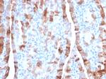 TPO (Thyroid Peroxidase) Antibody in Immunohistochemistry (Paraffin) (IHC (P))