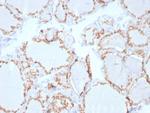 TPO (Thyroid Peroxidase) (Thyroid Marker) Antibody in Immunohistochemistry (Paraffin) (IHC (P))