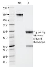 TPO (Thyroid Peroxidase) (Thyroid Marker) Antibody in SDS-PAGE (SDS-PAGE)