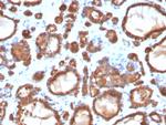 TPO (Thyroid Peroxidase) (Thyroid Marker) Antibody in Immunohistochemistry (Paraffin) (IHC (P))