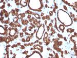 TPO (Thyroid Peroxidase) (Thyroid Marker) Antibody in Immunohistochemistry (Paraffin) (IHC (P))