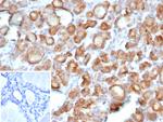 TPO (Thyroid Peroxidase) (Thyroid Marker) Antibody in Immunohistochemistry (Paraffin) (IHC (P))