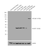 GST Tag Antibody in Western Blot (WB)