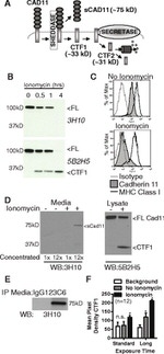 CDH11 Antibody in Western Blot (WB)