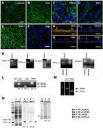 Claudin 1 Antibody in Western Blot, Immunocytochemistry (WB, ICC/IF)