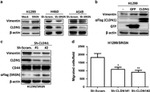 Claudin 1 Antibody in Western Blot (WB)