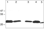 Claudin 1 Antibody in Western Blot (WB)