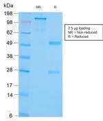 GRP94/HSP90B1 Antibody in SDS-PAGE (SDS-PAGE)