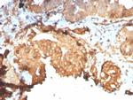 GRP94/HSP90B1 Antibody in Immunohistochemistry (Paraffin) (IHC (P))