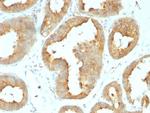 GRP94/HSP90B1 (Endoplasmic Reticulum Marker) Antibody in Immunohistochemistry (Paraffin) (IHC (P))