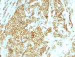 GRP94/HSP90B1 (Endoplasmic Reticulum Marker) Antibody in Immunohistochemistry (Paraffin) (IHC (P))