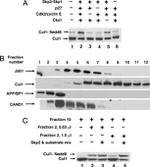 Cullin 1 Antibody in Western Blot (WB)