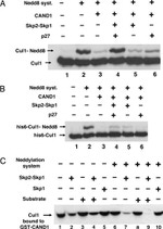 Cullin 1 Antibody in Western Blot (WB)