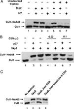 Cullin 1 Antibody in Western Blot (WB)