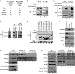 Cullin 1 Antibody in Western Blot (WB)