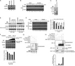 Cullin 1 Antibody in Western Blot (WB)